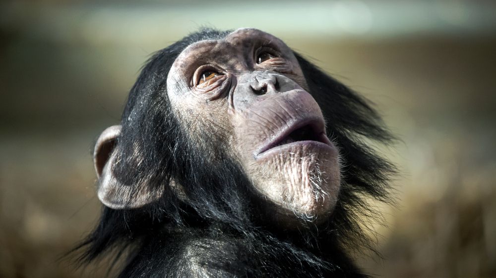 Vědci přistihli prvního šimpanze, který používá lidmi vyrobený předmět jako sexuální hračku